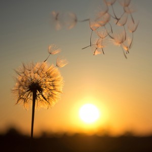 Dandelion against the backdrop of the setting sun
